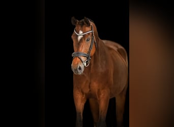 Other Breeds, Gelding, 12 years, 16,1 hh, Brown