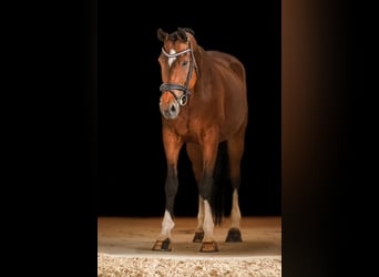 Other Breeds, Gelding, 12 years, 16,1 hh, Brown