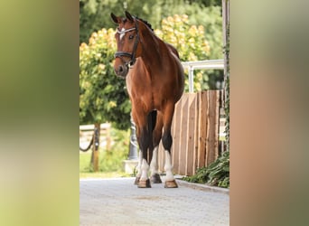 Other Breeds, Gelding, 12 years, 16,1 hh, Brown