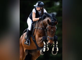 Other Breeds, Gelding, 12 years, 17 hh, Bay