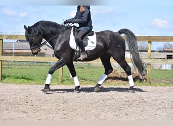 Other Breeds, Gelding, 12 years, 17 hh, Black