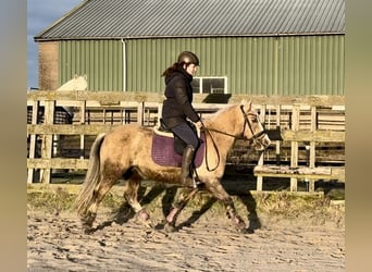 Other Breeds, Gelding, 13 years, 13 hh, Overo-all-colors