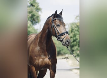 Other Breeds Mix, Gelding, 13 years, 14.1 hh, Smoky-Black