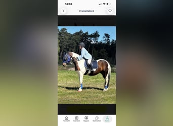 Other Breeds, Gelding, 13 years, 15.1 hh, Pinto