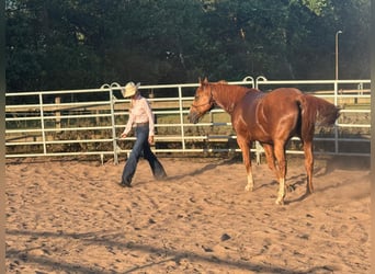 Other Breeds, Gelding, 13 years, 15.2 hh, Chestnut-Red