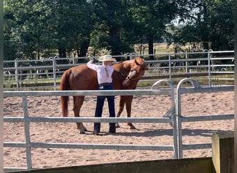Other Breeds, Gelding, 13 years, 15.2 hh, Chestnut-Red