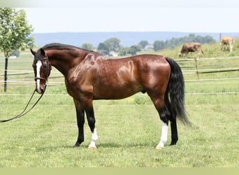 Other Breeds, Gelding, 13 years, 15,2 hh, Bay