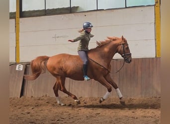 Other Breeds, Gelding, 13 years, 16.1 hh, Chestnut-Red