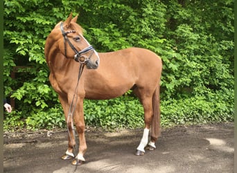 Other Breeds, Gelding, 13 years, 16.1 hh, Chestnut-Red