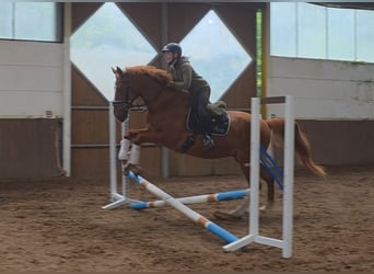 Other Breeds, Gelding, 13 years, 16.1 hh, Chestnut-Red