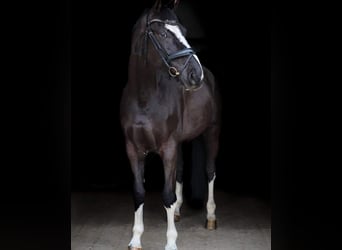 Other Breeds Mix, Gelding, 13 years, 16.2 hh, Black