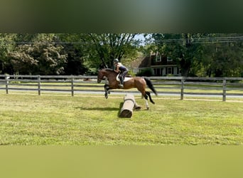 Other Breeds, Gelding, 13 years, Bay