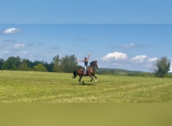 Other Breeds, Gelding, 13 years, Bay