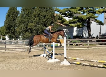 Other Breeds, Gelding, 13 years, Bay