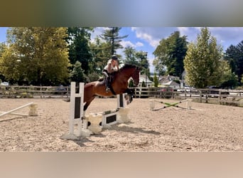 Other Breeds, Gelding, 13 years, Bay