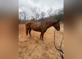 Other Breeds, Gelding, 13 years, Sorrel