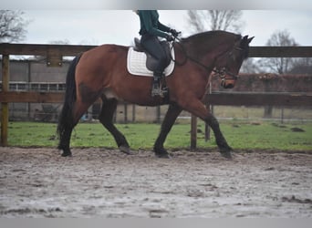 Other Breeds, Gelding, 14 years, 15.2 hh, Black