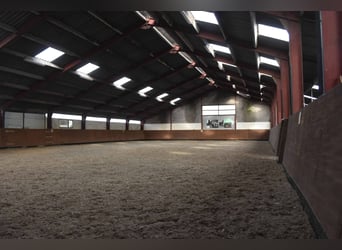 Other Breeds, Gelding, 14 years, 15.2 hh, Black