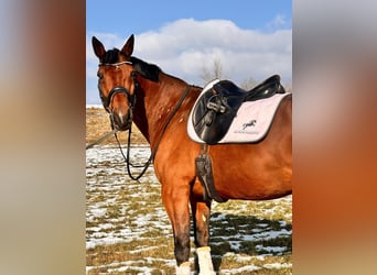 Other Breeds Mix, Gelding, 14 years, 15,3 hh, Brown