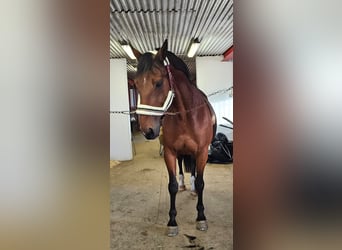 Other Breeds Mix, Gelding, 14 years, 15,3 hh, Brown