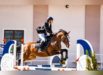 Other Breeds, Gelding, 14 years, 16.1 hh, Brown