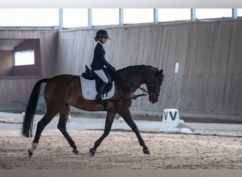 Other Breeds, Gelding, 14 years, 16.1 hh, Brown