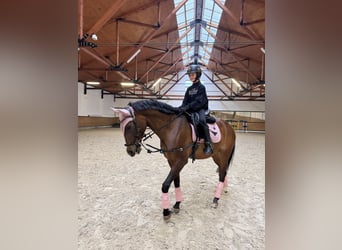 Other Breeds, Gelding, 14 years, 16.1 hh, Brown