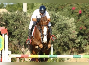 Other Breeds, Gelding, 14 years, 16,2 hh, Chestnut-Red