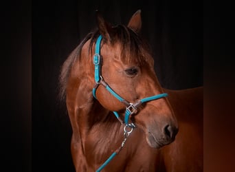 Other Breeds, Gelding, 14 years, 16 hh, Brown