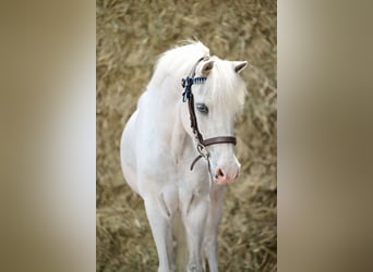 Other Breeds, Gelding, 15 years, 12 hh, Gray
