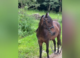 Other Breeds Mix, Gelding, 15 years, 13,2 hh, Brown