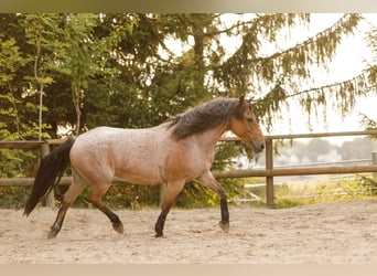 Other Breeds Mix, Gelding, 15 years, 14.2 hh, Roan-Bay