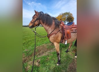 Other Breeds Mix, Gelding, 15 years, 14.2 hh, Roan-Bay