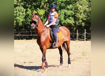 Other Breeds, Gelding, 15 years, 15,1 hh, Brown