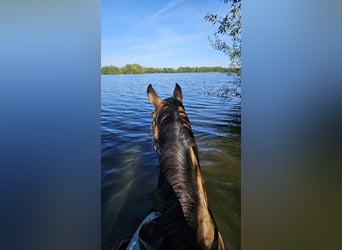 Other Breeds, Gelding, 15 years, 15 hh, Dun