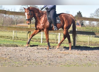 Other Breeds, Gelding, 15 years, 16,1 hh, Chestnut-Red