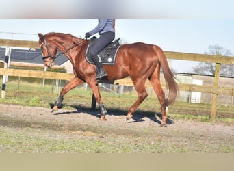 Other Breeds, Gelding, 15 years, 16,1 hh, Chestnut-Red