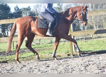 Other Breeds, Gelding, 15 years, 16,1 hh, Chestnut-Red