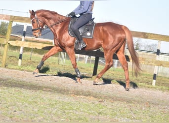 Other Breeds, Gelding, 15 years, 16,1 hh, Chestnut-Red