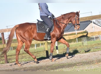 Other Breeds, Gelding, 15 years, 16,1 hh, Chestnut-Red