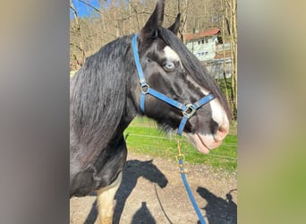 Other Breeds, Gelding, 15 years, 16.3 hh, Pinto