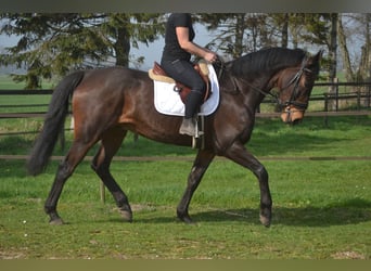 Other Breeds, Gelding, 15 years, 17 hh, Brown