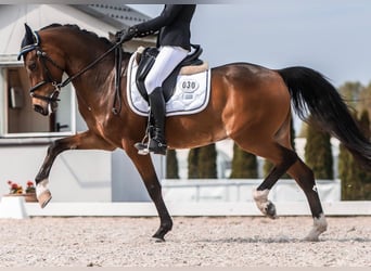 Other Breeds, Gelding, 15 years