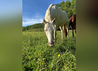 Other Breeds, Gelding, 16 years, 15.2 hh, Cremello