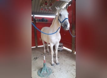 Other Breeds, Gelding, 16 years, 15,2 hh, Gray