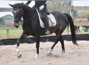 Other Breeds, Gelding, 16 years, 15,1 hh, Bay-Dark