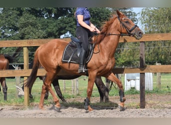 Other Breeds, Gelding, 16 years, 15,2 hh, Grey-Fleabitten