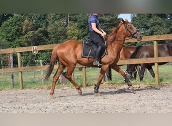 Other Breeds, Gelding, 16 years, 15,2 hh, Grey-Fleabitten