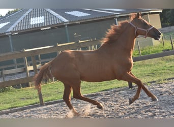 Other Breeds, Gelding, 16 years, 15,2 hh, Grey-Fleabitten