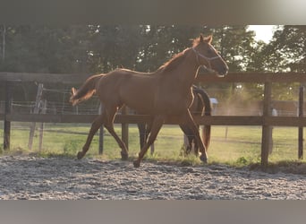 Other Breeds, Gelding, 16 years, 15,2 hh, Grey-Fleabitten
